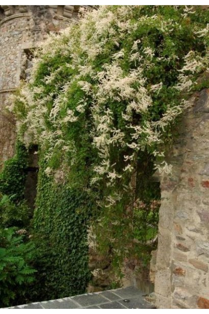 Витончена Фаллопія Ауберта із щільними гронами білих квітів.